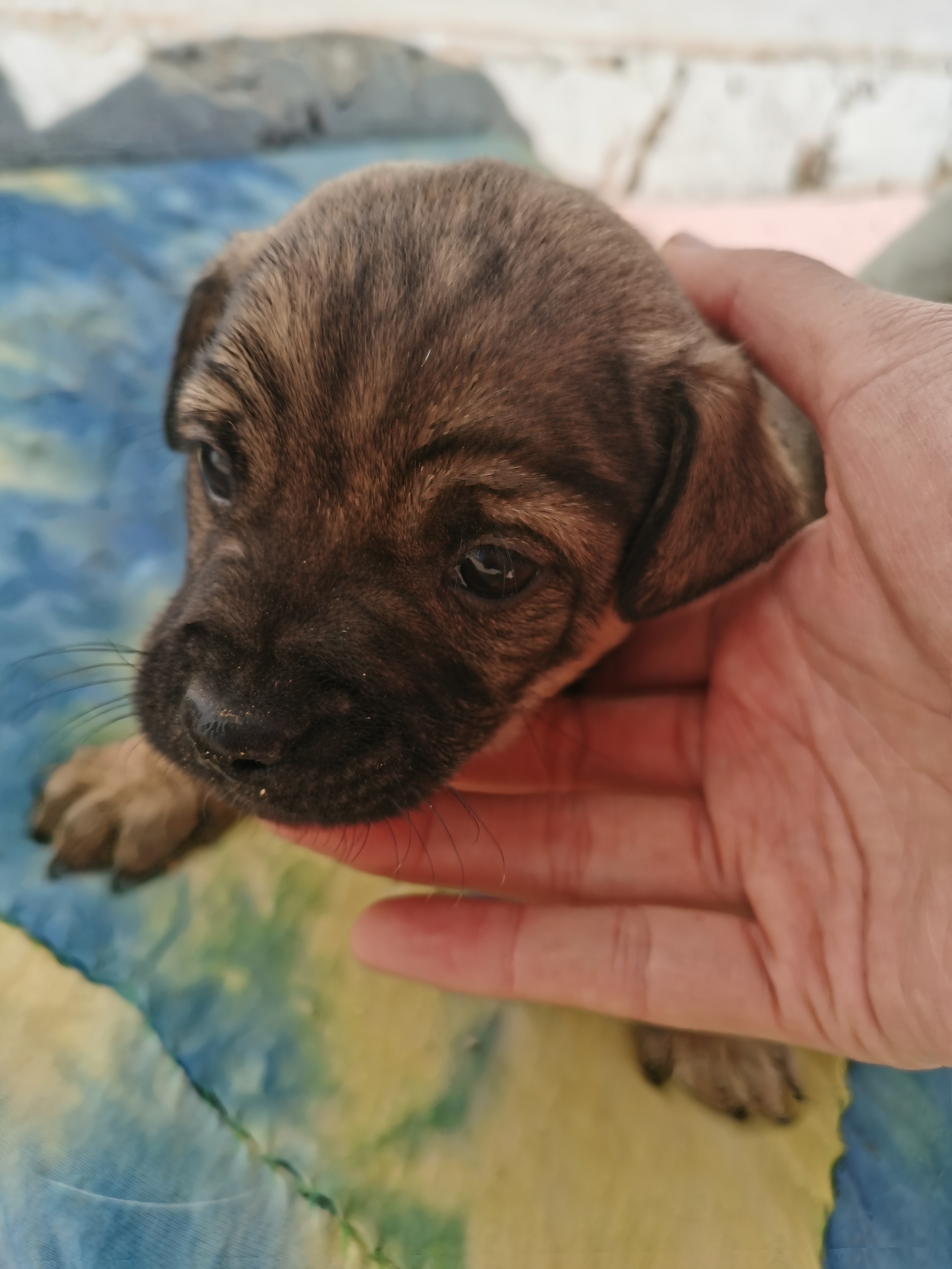 自家狗狗自然繁育的，欢迎爱心人士咨询